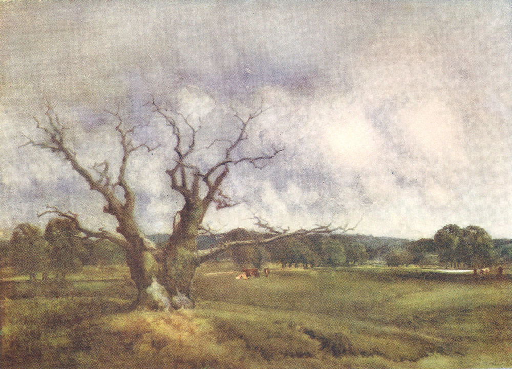 CHINGFORD. Epping Forest. mighty dead-Fairmead Oak 1909 old antique print